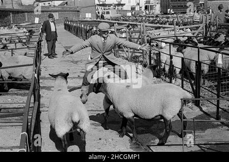 Ein Landwirt, der Schafe in einen Stift hütet, um sich auf die Auktion in Monmouth, South Wales, 1977 vorzubereiten Stockfoto