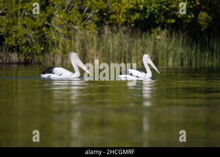 Zwei australische Pelikane, die im Morgenlicht am Seeufer schwimmen, Queensland, Australien. Stockfoto