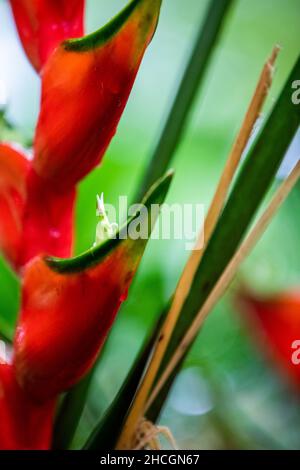 Ostern Heliocona (Heliconia Wagneriana) auffällige, tropische Blumen mit schönen, leuchtend bunten, blühenden Brakten Stockfoto