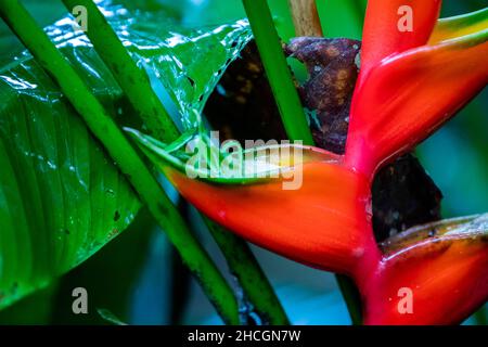 Ostern Heliocona (Heliconia Wagneriana) auffällige, tropische Blumen mit schönen, leuchtend bunten, blühenden Brakten Stockfoto