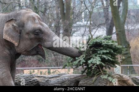 Berlin, Deutschland. 29th Dez 2021. Ein Elefant im Berliner Zoo spielt während der jährlichen Weihnachtsbaumfütterung mit einer Tanne. Quelle: Paul Zinken/dpa/Alamy Live News Stockfoto