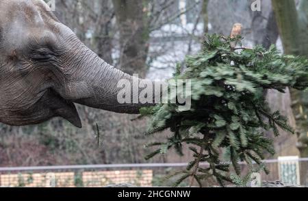 Berlin, Deutschland. 29th Dez 2021. Ein Elefant im Berliner Zoo spielt während der jährlichen Weihnachtsbaumfütterung mit einer Tanne. Quelle: Paul Zinken/dpa/Alamy Live News Stockfoto