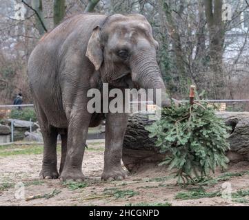 Berlin, Deutschland. 29th Dez 2021. Ein Elefant im Berliner Zoo spielt während der jährlichen Weihnachtsbaumfütterung mit einer Tanne. Quelle: Paul Zinken/dpa/Alamy Live News Stockfoto