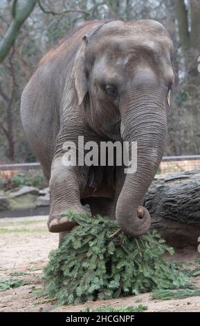 Berlin, Deutschland. 29th Dez 2021. Ein Elefant im Berliner Zoo spielt während der jährlichen Weihnachtsbaumfütterung mit einer Tanne. Quelle: Paul Zinken/dpa/Alamy Live News Stockfoto