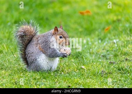 Graues Eichhörnchen, das in meinem Garten einen fetten Ball frisst Stockfoto