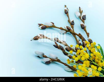 Weide und Mimose auf blauem Hintergrund. Gelbe Blüten von Mimosen. Weidenzweige mit flauschigen Knospen. Stockfoto