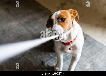 Der junge Jack russel Terrier mit Halskette spielt mit einer ruhigen Kleidung und spielt dem Meister. Spielerische Hunde Rassen. Stockfoto