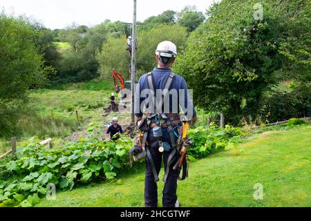 Stromarbeiter, die mit Ausrüstung und Bagger arbeiten, die im Sommer eine neue Stromleitung einrichten Carmarthenshire Wales Großbritannien KATHY DEWITT Stockfoto