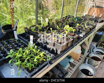 Gemüse- und Salatsämlinge in einer Gewächshaus-Kunststoffschale, die neues Wachstum zeigt, das bereit ist, in den Zuteilungsgarten gepflanzt zu werden, Stock Photo image pictu Stockfoto