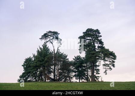 Ein Stand von reifen Schotten Pine / Pinus Sylvestris mit einer Bank im Ashton Court, Bristol, Großbritannien, an einem Winterabend. Stockfoto