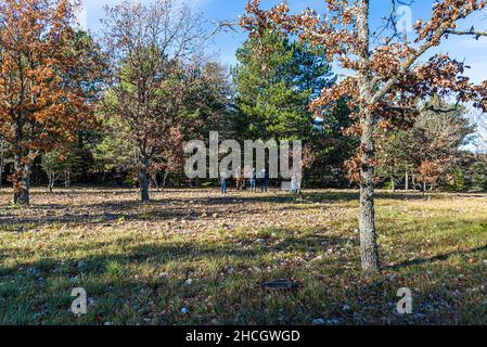 In der Abteilung Var werden Eichen für den Trüffelanbau verwendet. Erst nach 10 Jahren können die ersten Trüffel von einem Baum geerntet werden. Im Alter von 20 - 30 Jahren werden die Trüffel kleiner und wachsen an den Wurzeln der Bäume. Bauduen, Frankreich Stockfoto