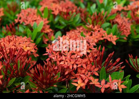 Rote Ixora-Pflanze, Ixora-Blume, Rote Blume Stockfoto