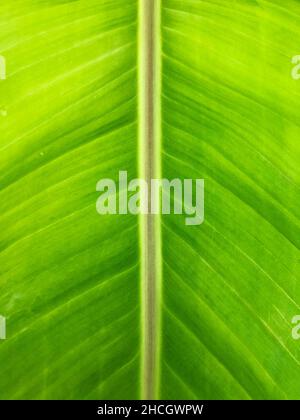 Nahaufnahme der grünen Bananenblatt-Textur, Hintergrund Stockfoto