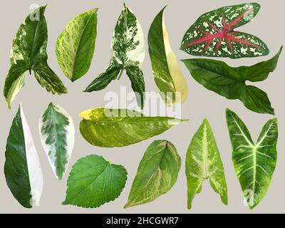 Blatt Sammlung Set Blatt, Satz von Blättern, grüne Blätter Sammlung, Blätter isoliert Stockfoto