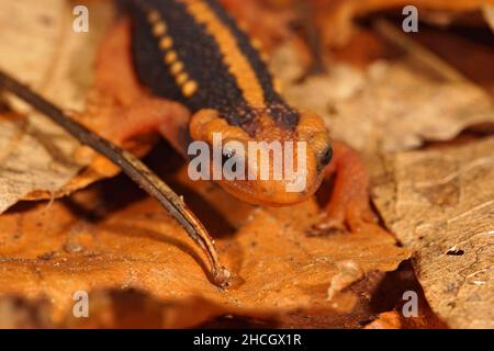 Nahaufnahme eines erwachsenen, gefährdeten asiatischen Mandarinensalamanders, Tylototriton Shanjing, der auf getrockneten Blättern auf dem Boden sitzt Stockfoto