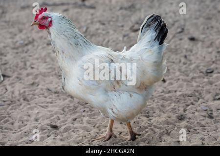 Hausgemachtes gewöhnliches Huhn läuft um den Hof herum. Stockfoto