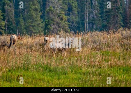 Auf einem Hügel mit Kiefern im Hintergrund grasen Maultierhirsche. Stockfoto
