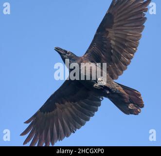 Enge quadratische Aufnahme eines erwachsenen Raben (corvus corax), der in blauem Himmel mit gestreckten Flügeln und Schwanz aufragt Stockfoto