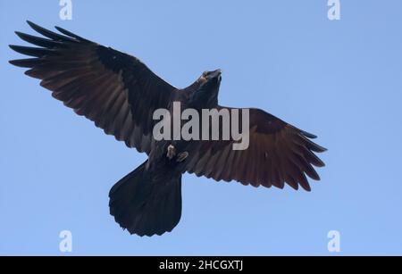 Der Erwachsene Rabe (corvus corax) schwebt am blauen Himmel mit gestreckten Flügeln und Schwanz Stockfoto