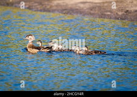 Eine Mutter Ente und ihre Enten gehen auf unser Grundstück im ländlichen Door County Wisconsin, um im Sumpf zu schwimmen. Stockfoto