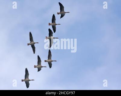 Gruppe von Graugänsen (anser anser) im Hochflug am blauen Himmel im Herbst Stockfoto