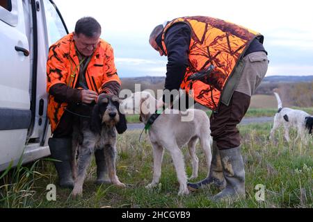 Lauragais, Frankreich. 29th Dez 2021. Wildschweinjagd dieser französische Jagdhund mit blauem Fell wird mit einem Rudel Grand Bleu de Gascogne-Hunden am 29. Dezember 2021 vor allem zum Schießen oder zur Großwildjagd in Lauragais, Aude, Frankreich, verwendet. Foto JMP/ABACAPRESS.COM Quelle: Abaca Press/Alamy Live News Stockfoto