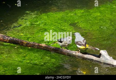 Grauer Wagtail (Motacilla cinerea) Erwachsener, der einen Jungtier auf einem Ast über einem Bach füttert Stockfoto