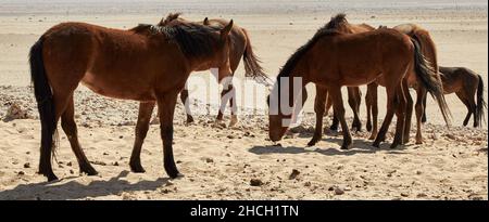 Herde von Wildpferden in der Namib Wüste bei aus, Garub, Namibia. Stockfoto