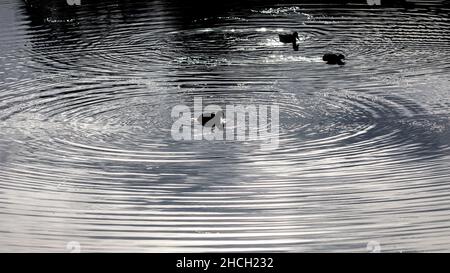 Eine kleine schwarze Ente in einem See erzeugt konzentrische, kreisförmige Wasserwellen. Zwei weitere Enten im Hintergrund. Starke Reflexion im Wasser - fast Stockfoto