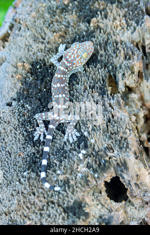 Ein grauer Toki Gecko (Gekko Gecko) lauert auf der Rinde eines Thailandbaums. Nahaufnahme Stockfoto