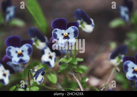 Dunkelblaue und graue Stiefmütterchen blüht im Garten, auch bekannt als Viola tricolor Sorte hortensis. Jährliche Pflanze im Frühling und Herbst. Unscharfer Hintergrund. Stockfoto