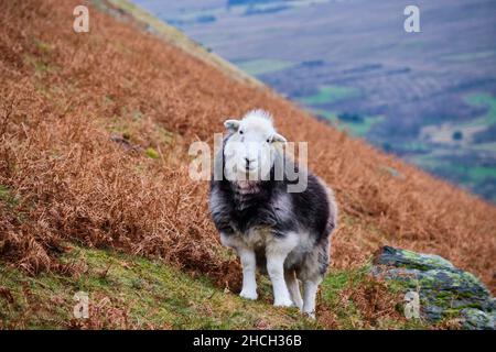 Herdwick Schafe auf Blease Fell, Blencathra, Saddleback, in der Nähe von Keswick, Lake District, Cumbria Stockfoto