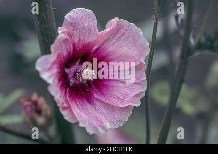 Halo Apricot Hollyhock, in voller Blüte. Die Blume ist rosa und violett Stockfoto