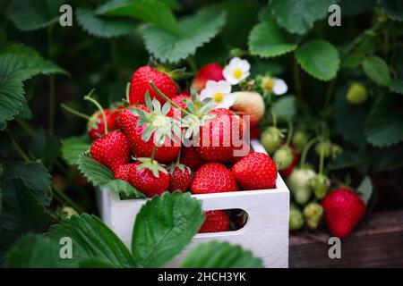 Frische Bio-Erdbeeren in einem weißen Holzkorb von Pflanzen, die in einem erhöhten Erdbeerbett wachsen, mit grünen und roten Beeren. Selektiver Fokus mit Unschärfe Stockfoto