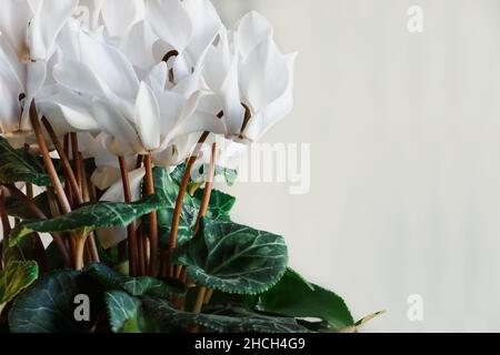 Getopftes weißes Cyclamen, persisches Violett, Zimmerpflanze mit freiem Platz für Text. Selektiver Fokus mit verschwommenem Hintergrund und Vordergrund. Stockfoto