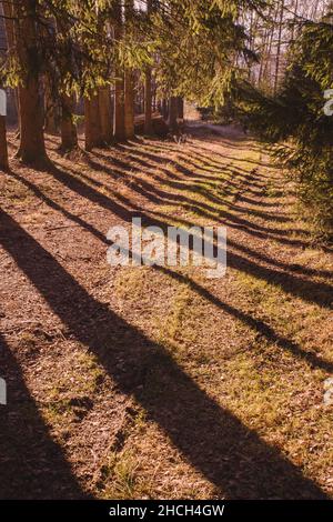 Waldweg bei Kirchdorf im Wald im Schlagschatten Stockfoto