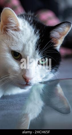Schwarz-weiße Katze mit Reflexen Stockfoto