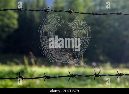 Spinnennetz auf Stacheldrahtzaun, Weißpriach, Salzburg, Österreich Stockfoto