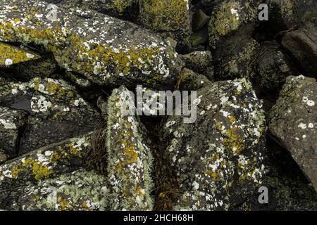 Felsen an der schottischen Küste, bedeckt mit Flechten. Stockfoto