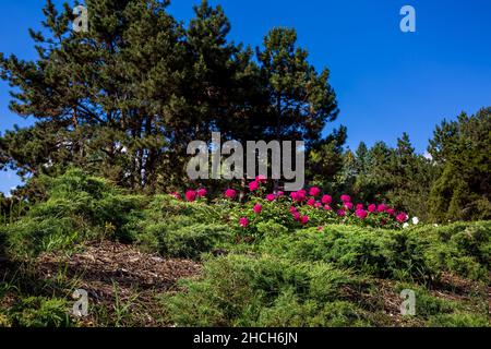 Blumenbeet mit Pfingstrosen auf einem Hügel mit immergrünen Thuja-Büschen, Landschaft im Park mit Kiefern gegen den blauen Himmel an einem sonnigen Sommertag, nein Stockfoto