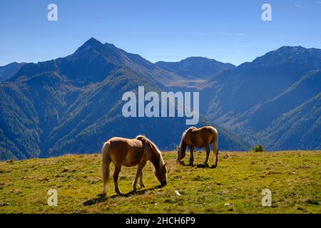 Haflinger, Pferde auf der Alm, Wandergebiet Schwemmalm, Ultner Tal, Südtirol, Italien Stockfoto