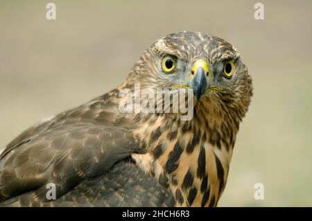 Junger Nordgoshawk (Accipiter gentilis), Portrait, Emsland, Niedersachsen, Deutschland Stockfoto