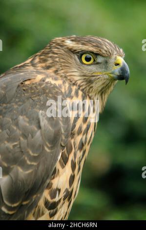 Junger Nordgoshawk (Accipiter gentilis), Portrait, Emsland, Niedersachsen, Deutschland Stockfoto