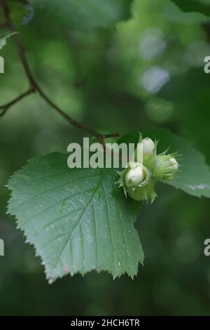 Nüsse von Hasel, Corylus avellana, Wildpflanze aus Finnland Stockfoto