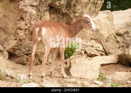 Mufflon im Tierpark Stockfoto