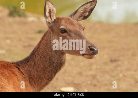 Hirschkub im Tierpark Stockfoto