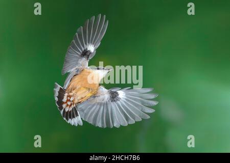 Eurasischen Kleiber (Sitta europaea) im Flug, Nordrhein-Westfalen, Deutschland Stockfoto