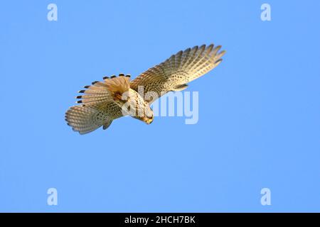 Gemeiner Turmfalke (Falco tinnunculus), Weibchen im Schüttelflug, Bislicher Insel, Nordrhein-Westfalen, Deutschland Stockfoto