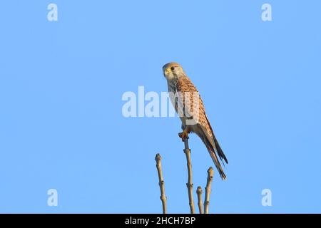 Gemeiner Turmfalken (Falco tinnunculus), Erwachsene Weibchen, die auf dünnen Zweigen sitzen, Bislicher Insel, Nordrhein-Westfalen, Deutschland Stockfoto