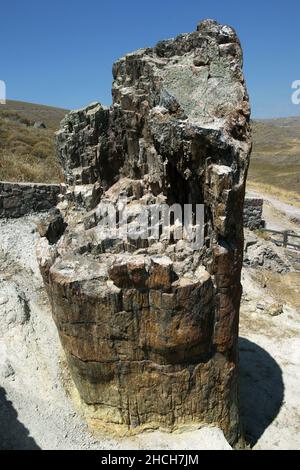 Ein versteinerte Baumstamm mit einem Umfang von 8,3 Metern im versteinerten Wald von Lesbos auf der Insel Lesvos in Griechenland. Stockfoto